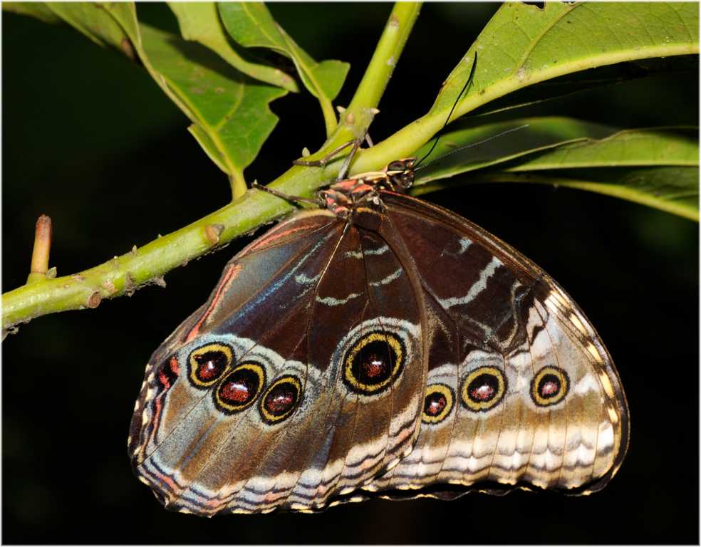 Schmetterling Costa Rica
