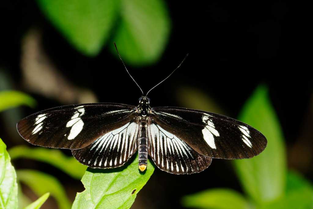 Schmetterling Costa Rica
