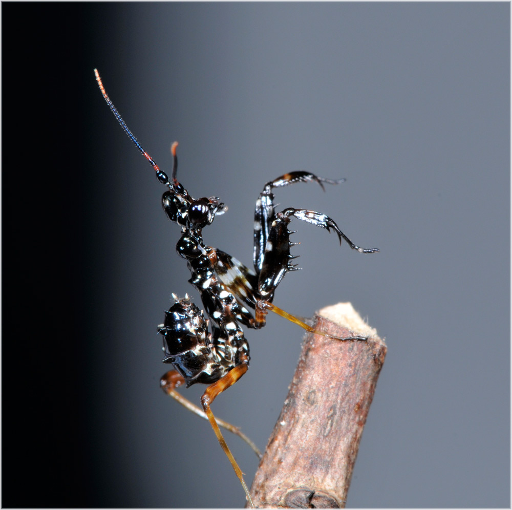 Pseudocreobotra wahlbergii
Diese Gattung wurde 1870 von Saussure aufgestellt. Die mittelgrossen auffallend gefärbten Tiere kommen von Aethiopien über Kenya, Tanzania, Malawi, Zimbabwe, bis nach Transvaal vor. Die Gattung entält drei Arten. 
Schlüsselwörter: Pseudocreobotra wahlbergii, Gottesanbeterin,