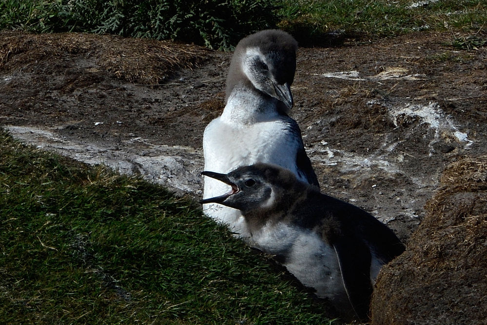 _AA44085_Magellanpinguine.jpg