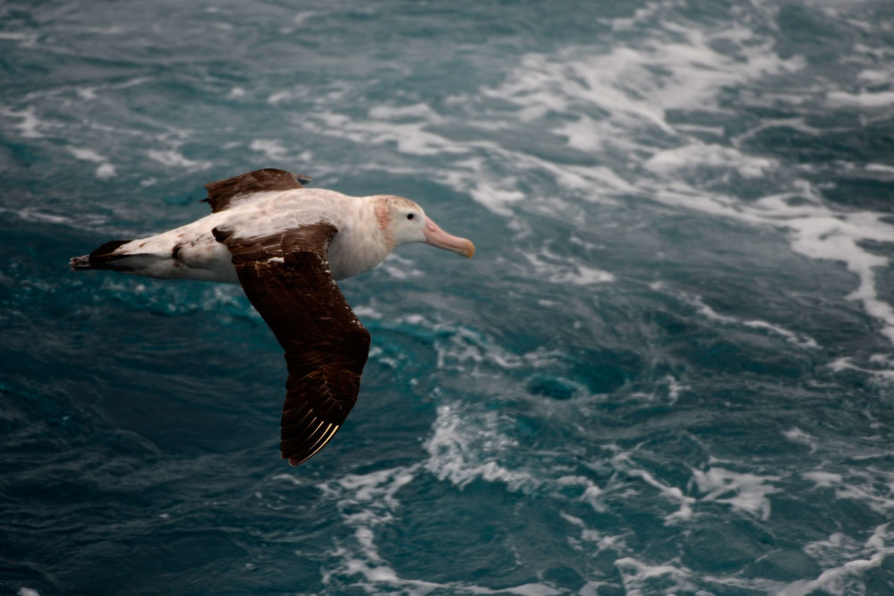 _AA45124_Wanderalbatross.jpg