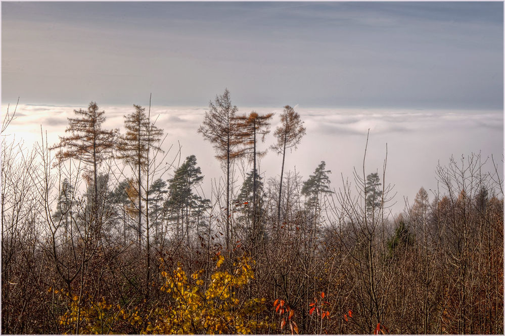 Pinien und Nebel

