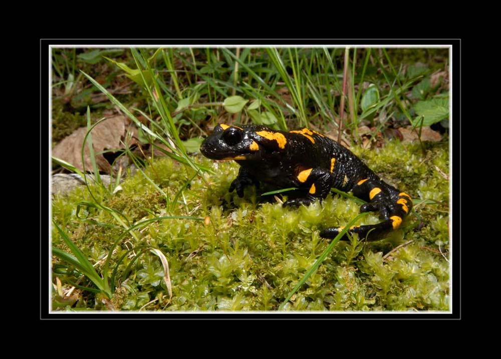 Gefleckter Feuersalmander
Schlüsselwörter: Centiovalli