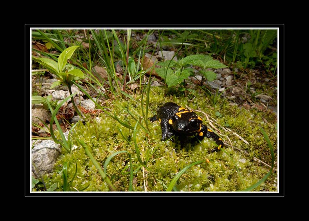 Gefleckter Feuersalmander im Centovalli (Tessin)
Der Feuersalamander kommt in der Schweiz als gefleckter Feuersalamander in der Südschweiz und als gebänderter Feuersalamander in der Nordschweiz vor.
Schlüsselwörter: Centovalli, Tessin, Feuersalmander, Salamandra salamandra
