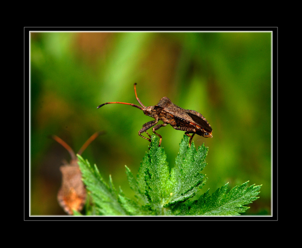 Wanzen
Schlüsselwörter: Wanzen, Italien, Piemont