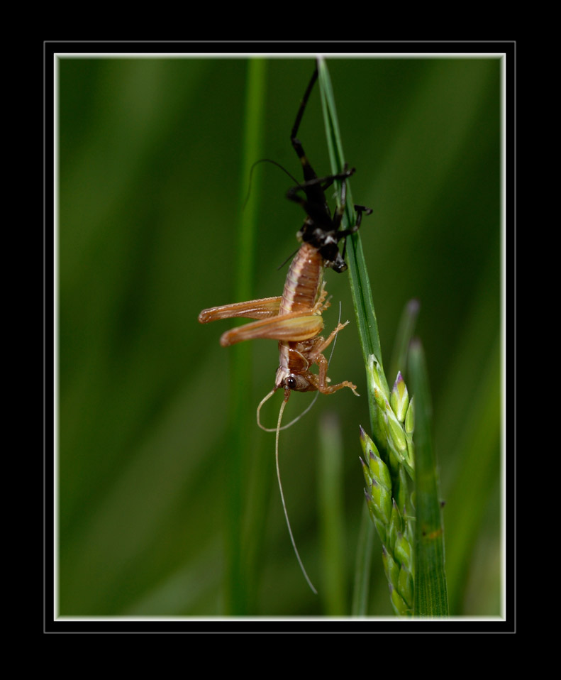Häutung
Um wachsen zu können müssen Insekten ihr starres Aussenskelett abstreifen und die neue noch nicht gehärtete Chitinhaut ausdehnen.
Schlüsselwörter: Häutung, Langfühlerschrecke, Valle Maira, Italien Piemont