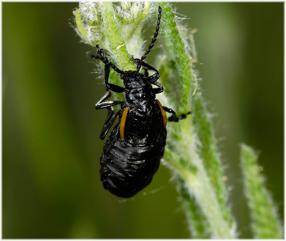 Arima marginata, Blattkäfer mit Kurzflügeln
Schlüsselwörter: Arima marginata, Blattkäfer, Torre Bormida, Piemont, Italien 280 mM