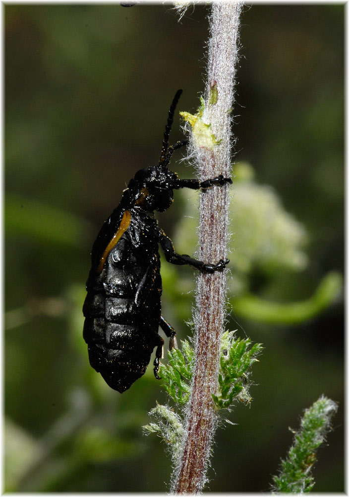 Arima marginata (Fabricius, 1781)
Ein Blattkäfer mit Kurzflügel, der an Lavendel vorkommt, Schädling?
Schlüsselwörter: Arima marginata, Blattkäfer, Torre Bormida, Piemont, 280 mM, Italien