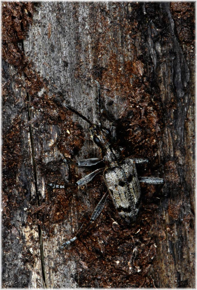 Kleiner Zangenbock im Valle Maira
Kleiner Zangenbock (Rhagium inquisitor)
Dieser 12 - 22  mm große Käfer hat eine dunkelgraue bis schwarze Färbung, die von schwarzen Flecken unterbrochen wird. An den Seiten des Halsschildes befindet sich je eine dornartige Ausbuchtung. Den Kleinen Zangenbock findet man unter der Rinde von abgestorbenen Nadelbäumen und verschiedenen Laubbäumen. Die Verpuppung findet in einer mit Holzfasern ausgekleidetend Puppenwiege, zwischen Stamm und Rinde, statt.
Schlüsselwörter: Kleiner Zangenbock, Rhagium inquisitor, Italien, Valle maira