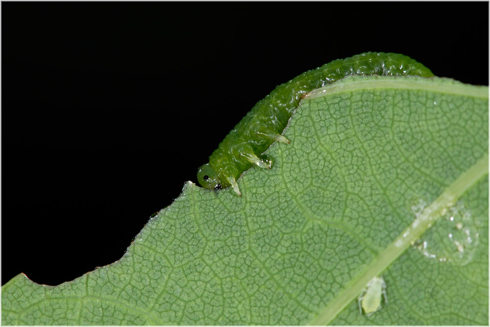 Eichenblatt mit Blattlaus und Raupe
Schlüsselwörter: Eichenblatt mit Blattlaus und Raupe