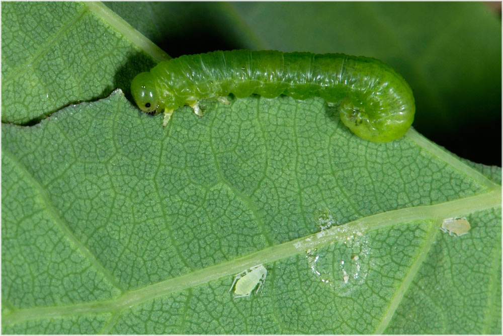 Eichenblatt mit Blattlaus und Raupe
Schlüsselwörter: Eichenblatt, Blattlaus, Raupe, mg