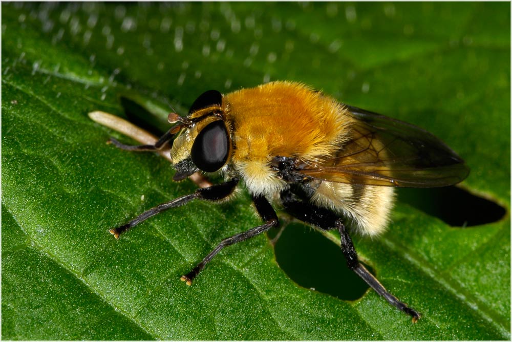 pelzige Fliege
Weiss jemand einen Namen?
