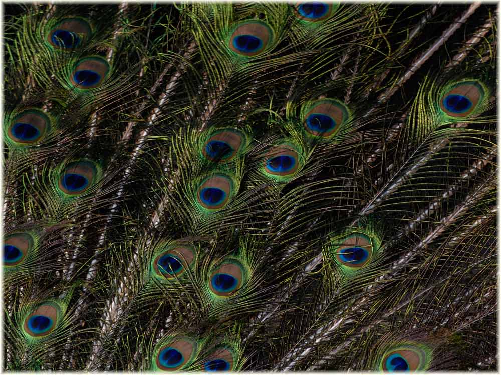 Augenfedern des Pfauenrads
