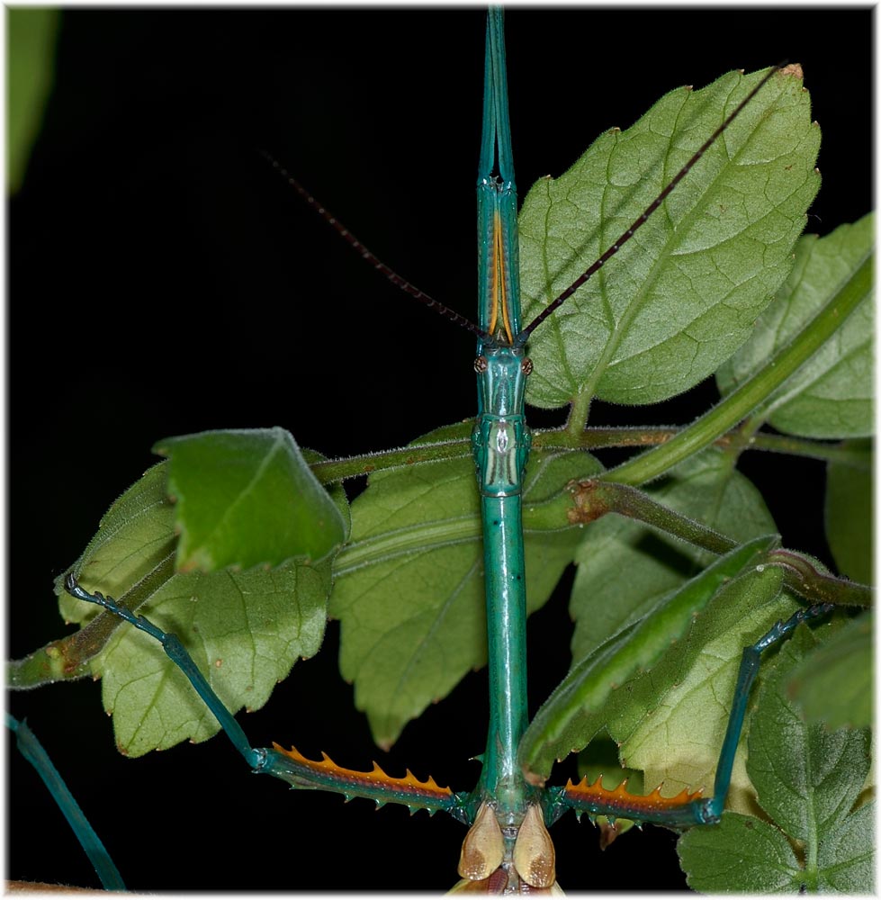 Kopf & Brust von Achrioptera fallax
Achrioptera fallax aus Nordmadagaskar, Eier von Frank Glaw erhalten, geschlüpft am 14. Juli 2007 letzte Häutung zum adulten Tier 9.11.2007 (4 Monate)
Bis die Tiere ihre fantastische Färbung bekommen braucht es, nach der letzten Häutung, zwei bis drei Tage.
Will man die Stabschrecke ergreiffen, können sie mit ihren Flügeln scharrend-kratzende Geräusche erzeugen.
Schlüsselwörter: Achrioptera fallax, Stabschrecke, Nordmadagaskar, Madagaskar