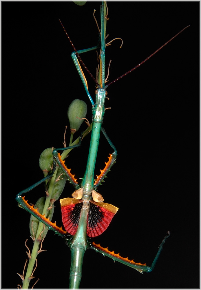 Achrioptera fallax auf Aloe-Hybride Madagaskar
Achrioptera fallax aus Nordmadagaskar, Eier von Frank Glaw erhalten, geschlüpft am 14. Juli 2007 letzte Häutung zum adulten Tier 9.11.2007 (4 Monate)
Bis die Tiere ihre fantastische Färbung bekommen braucht es, nach der letzten Häutung, zwei bis drei Tage.
Schlüsselwörter: Achrioptera fallax, Nordmadagaskar, Stabschrecke, Madgaskar