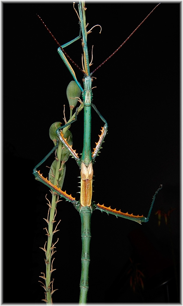 Achrioptera fallax, Nordmadagaskar, Stabschrecke, Madgaskar
Achrioptera fallax aus Nordmadagaskar, Eier von Frank Glaw erhalten, geschlüpft am 14. Juli 2007 letzte Häutung zum adulten Tier 9.11.2007 (4 Monate)
Bis die Tiere ihre fantastische Färbung bekommen braucht es, nach der letzten Häutung, zwei bis drei Tage.
Will man die Stabschrecke ergreiffen, können sie mit ihren Flügeln scharrend-kratzende Geräusche erzeugen.
Schlüsselwörter: Achrioptera fallax, Nordmadagaskar, Stabschrecke, Madgaskar