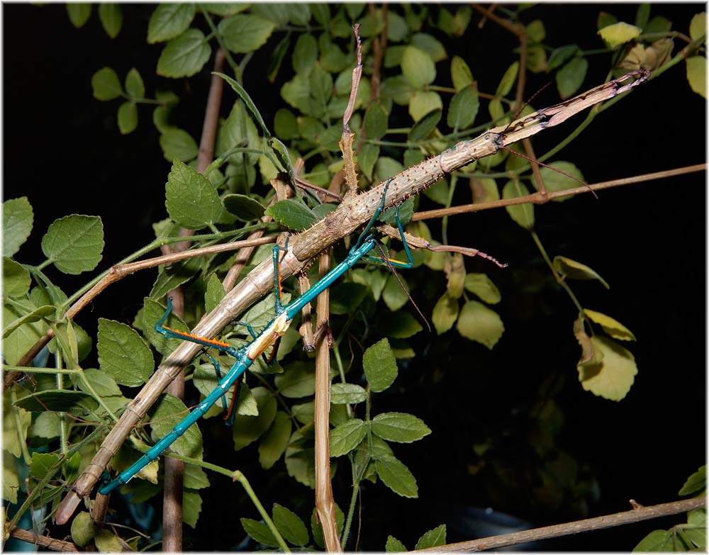 Achrioptera fallax Männchen und Weibchen
Das kleine türkisfarbene Männchen auf dem grossen Weibchen
Schlüsselwörter: Achrioptera fallax Männchen und Weibchen