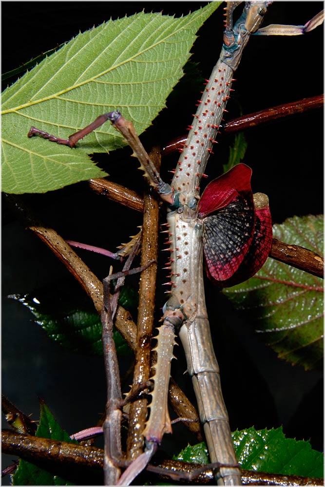 Achrioptera fallax, adultes Weibchen
Achrioptera fallax Weibchen können mit ihren kleinen Flügeln wie die Männchedn auch schnarrende kratzende Geräusche erzeugen.
Schlüsselwörter: Achrioptera fallax Weibchen, Madagaskar, Stabschrecken