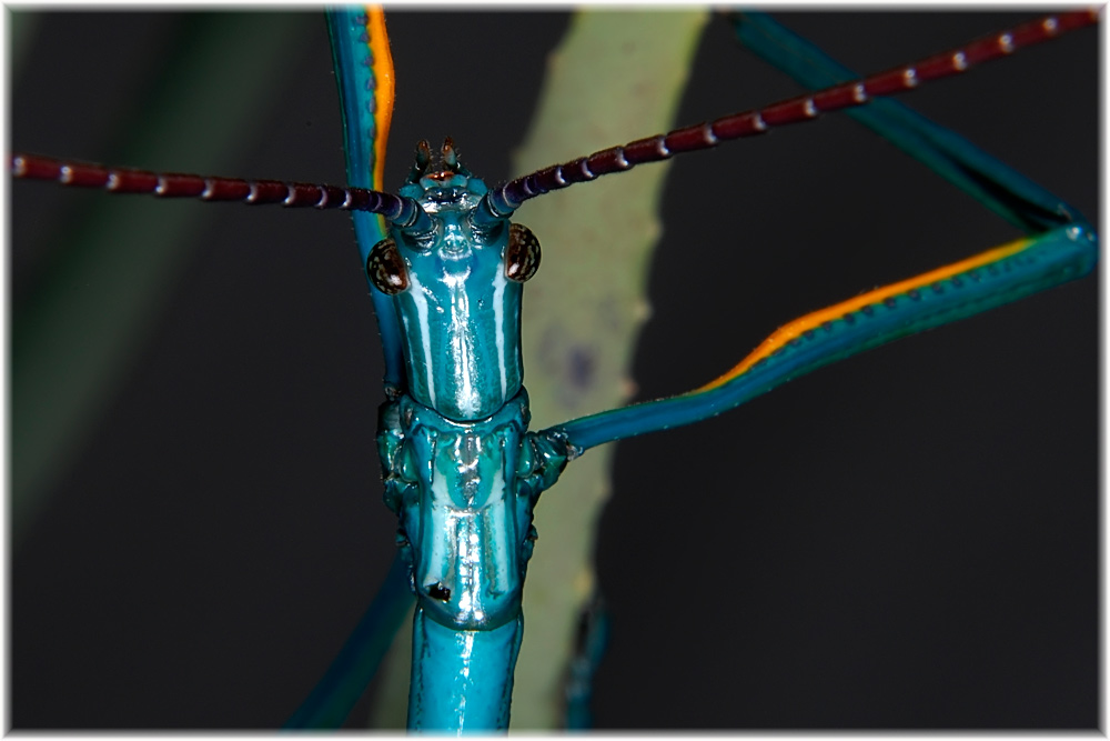 Männchen von Achrioptera fallax
Schlüsselwörter: Achrioptera fallax, Madagaskar