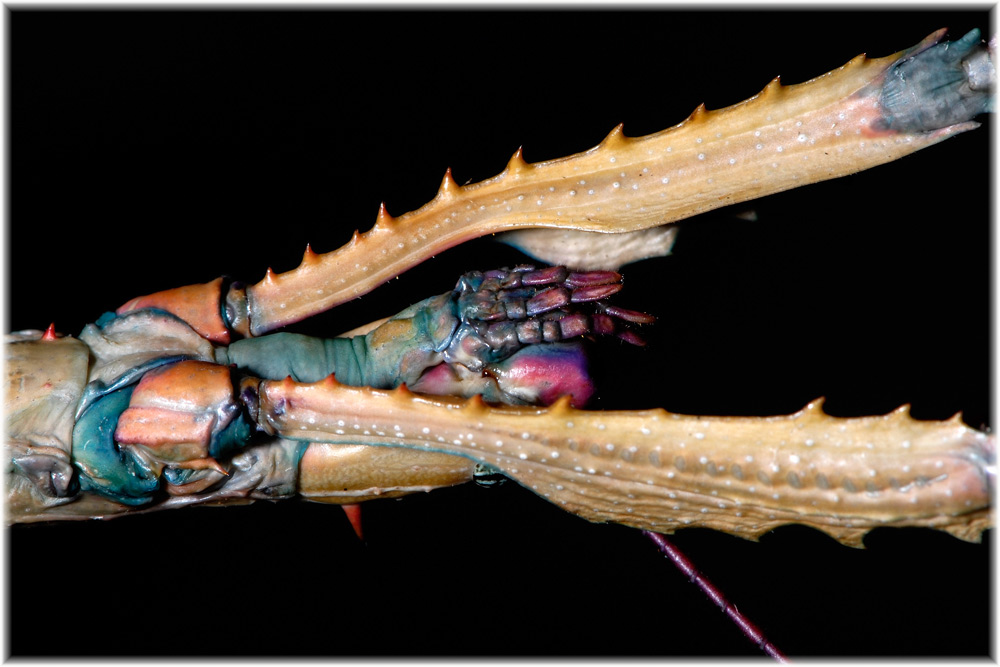 Achrioptera fallax, Weibchen von unten seitlich, Madagaskar
Schlüsselwörter: Achrioptera fallax, Madagaskar