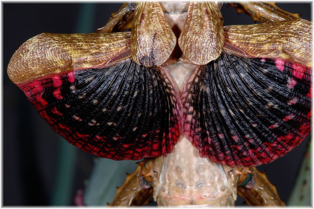 Achrioptera fallax, Flügel eines Weibchens, Madagaskar
Schlüsselwörter: Achrioptera fallax, Madagaskar