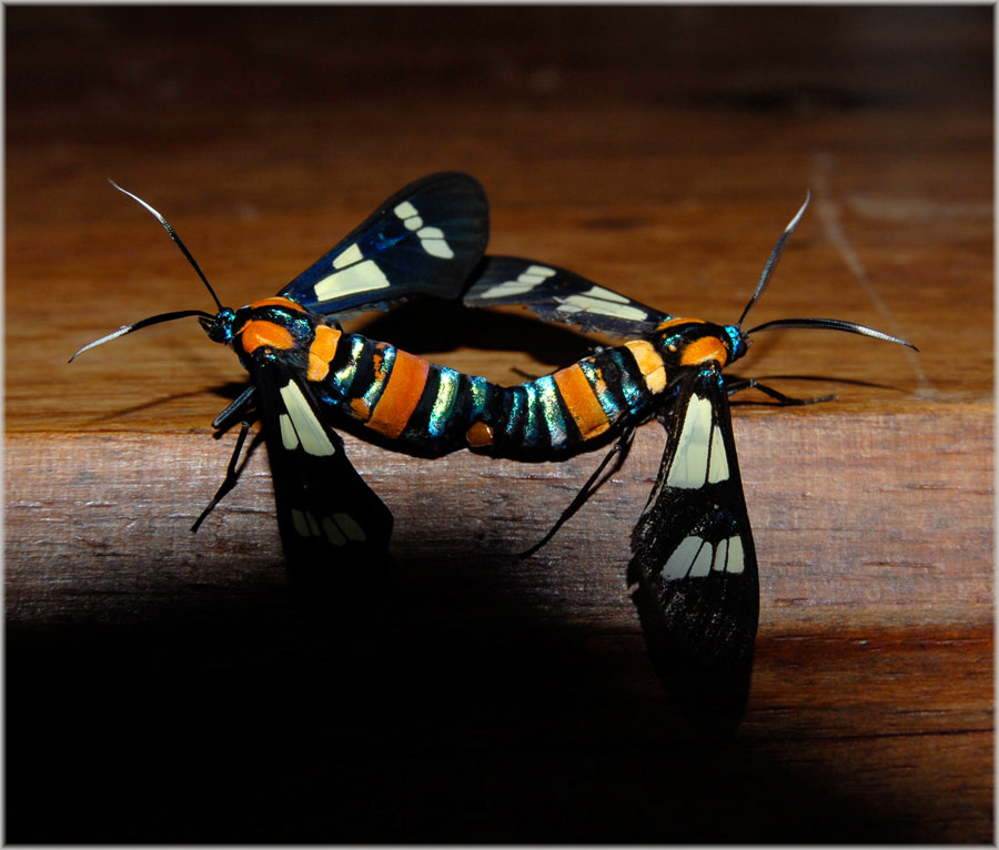 Hornissenschwärmer
Tagaktive Nachtfalter, Hornissenschwärmer in Kopulation. 
Schlüsselwörter: Hornissenschwärmer, Euchromia folettii, Madagaskar