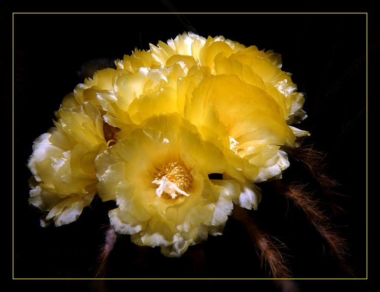 Notokaktus
..nicht nur die Königinn der Nacht blühte.....
Schlüsselwörter: Notokaktus, Sukkulentensammlung