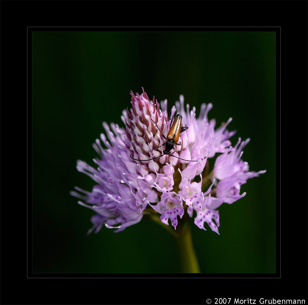 Alpen Kugelorchis (Traunsteineria globosa)
Schlüsselwörter: Alpen Kugelorchis, Traunsteineria globosa, Flims, Graubünden