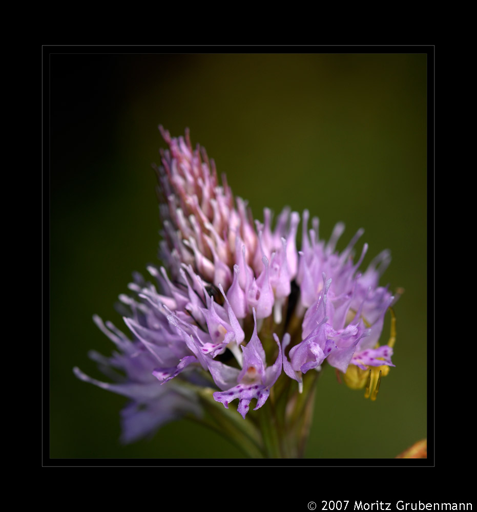 Alpen Kugelorchis (Traunsteineria globosa)
Flachmoorwiesen, tiefgründige alpine Rasen, zerstreut in den Alpen vorkommend. Selten unter 1400 m, Blütezeit Juni-Juli. 

Schlüsselwörter: Alpen Kugelorchis, Traunsteineria globosa, Flims, Graubünden