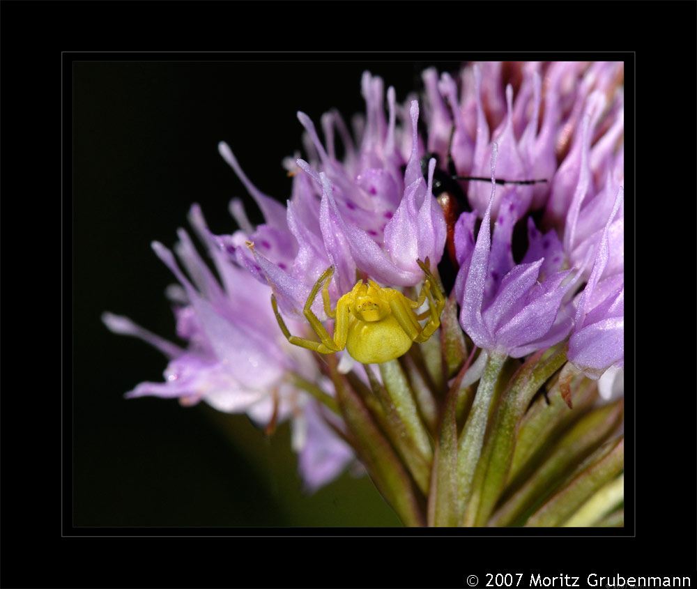 Krabbenspinne (Misumena vatia)
Die veränderliche Krabbenspinne aus der Familie der Thomisidae können weiss oder gelb gefärbt sein. Die Männchen werden 4 mm, die Weibchen bis 10 mm gross.
Die Weibchen können zwischen weisser und gelber Färbung wechseln, der gelbe Farbstoff kann aktiv ins Körperinnere verlagert werden, dadurch erscheint die Krabbenspinne weiss.
Schlüsselwörter: Krabbenspinne, Misumena vatia, Flims