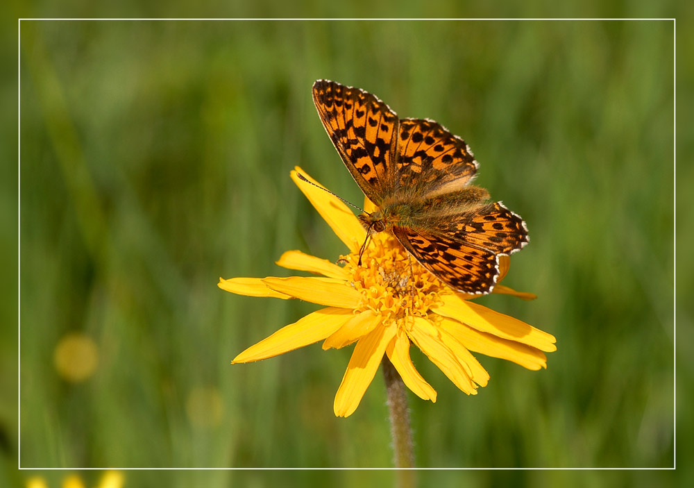 Gemeiner Scheckenfalter auf Arnika (Arnica montana)
Berg-Wohlverleih oder Arnika ist ein Korbblütengewächs
Schlüsselwörter: Scheckenfalter, Berg-Wohlverleih, Arnika