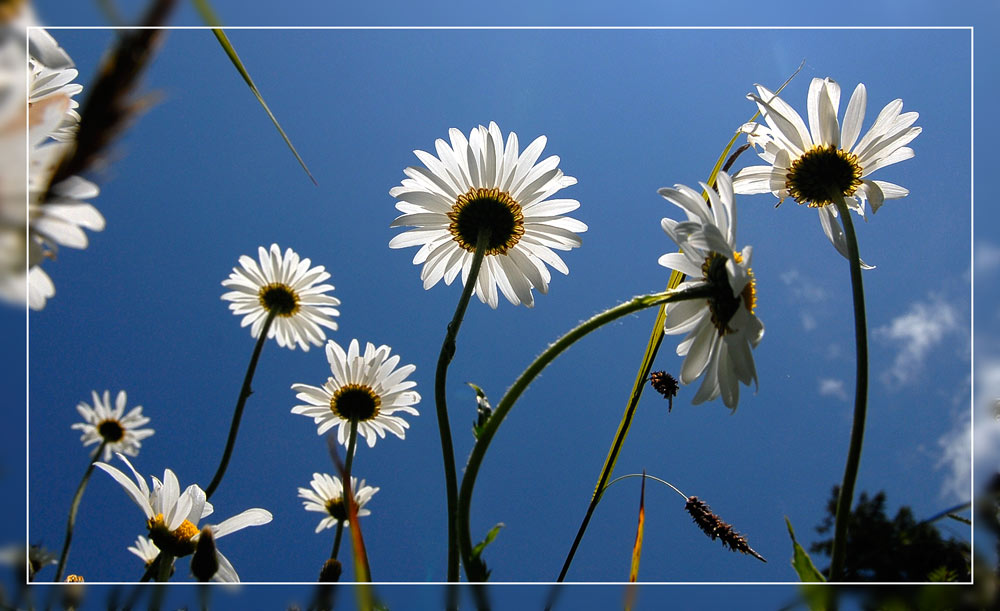 Gemeine Margerithe (Leucanthemum vulgare)
Fettwiesen, Weiden, Schuttplätze, kolin-subalpin.
Schlüsselwörter: Gemeine Margerite, Alpthal