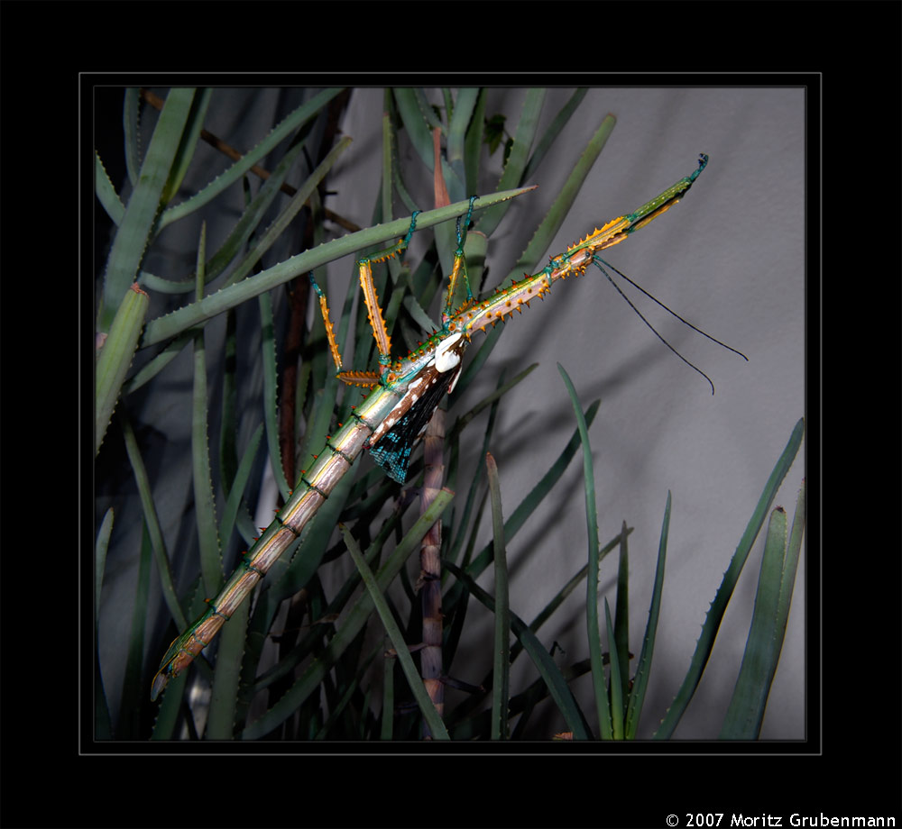 Achrioptera spinosissima (Kirby, 1891)
Schlüsselwörter: Achrioptera spinosissima, Stabschrecke, Madagaskar
