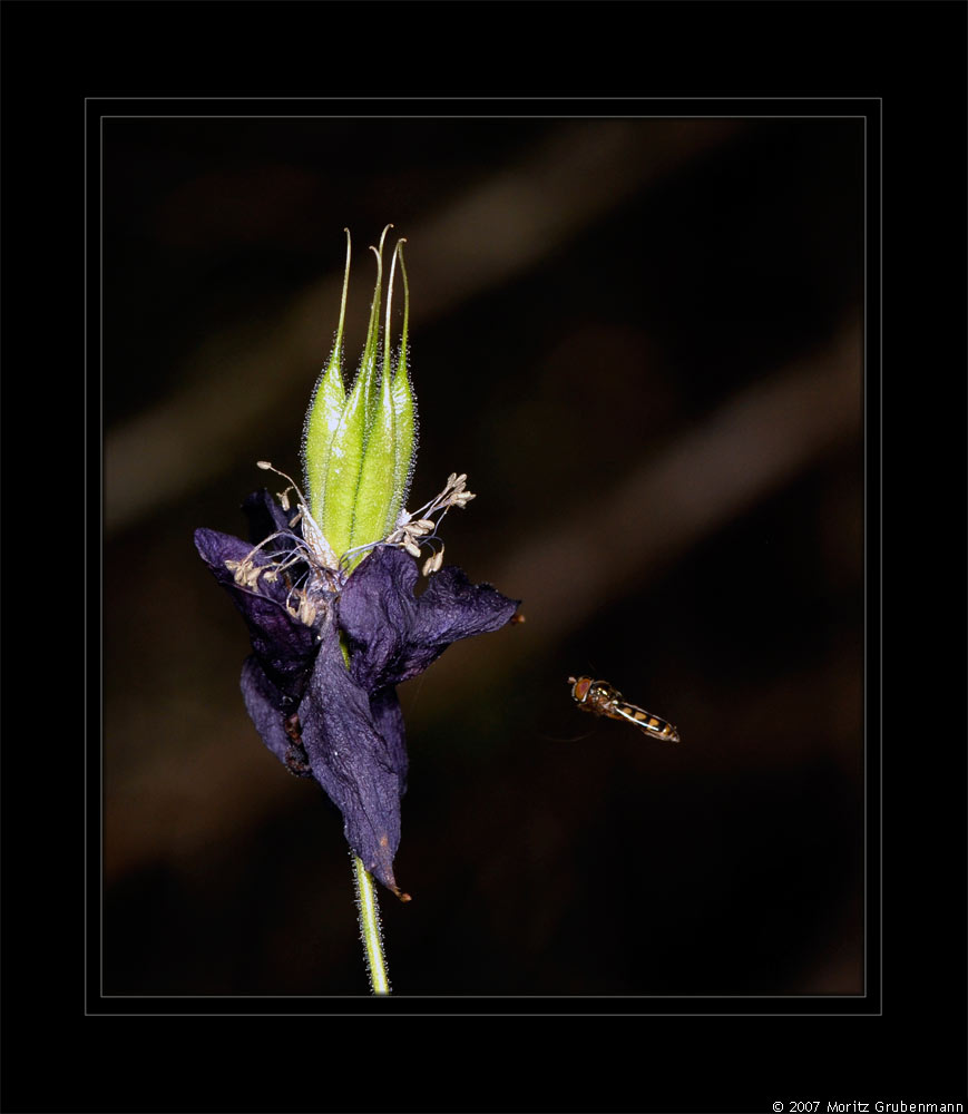 Kontrollflug einer Schwebefliege
Samenkapsel der Dunklen-Akelei. Buschige Orte, auf Kalk, montan subalpin, hier in Flims im Wald. Schwebefliegen (Syrphidae) sind Blütenbesucher und fallen durch ihre Schwirrflug und lebhafte Körperfärbung auf.

Schlüsselwörter: Schwebefliege, Dunkle_Akelei, Flims