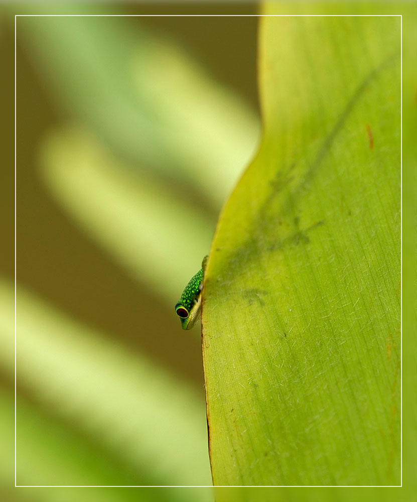 Junger Taggecko Andasibe-Perinet
Phelsumen sind tagaktive Geckos der Inseln im Indischen Ozean. Jungtiert in Andasibe-Perinet im Mai 2007.
Schlüsselwörter: Phelsuma spp. Andasibe Perinet, Madagaskar, Taggecko