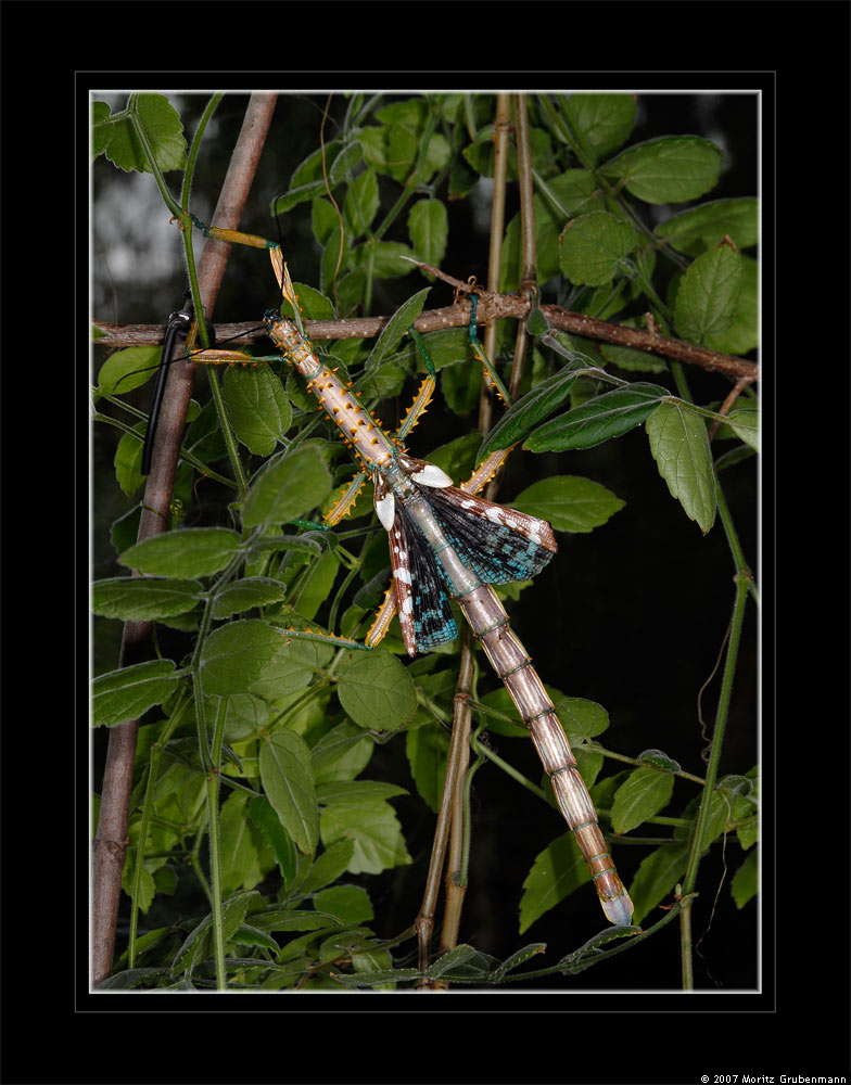 Achrioptera spinosissima (Kirby, 1891)
Schlüsselwörter: Achrioptera spinosissima, Stabschrecke, Madagaskar