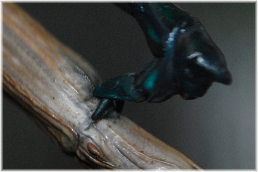 Paarung A. fallax
Schlüsselwörter: Achriopterafallax, Paarung,