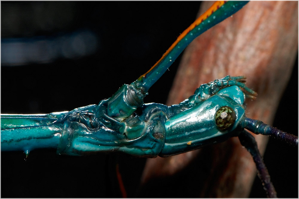 Portrait Männchen von Achrioptera fallax
Schlüsselwörter: Achrioptera fallax, Madagaskar