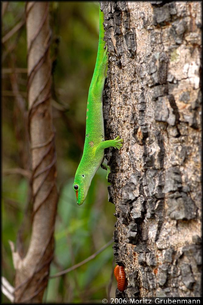 Phelsuma madagascariensis grandis, grosser madagassischer Taggecko
Der grosse madagassische Taggecko, ein smaragdgrüner Taggecko der im Norden von Madagaskar vorallem an Waldrändern oder bewaldeten Strassenstücken an grossen Bäumen lebt.
Schlüsselwörter: Phelsuma madagascariensis grandis, Nord-Madagaskar, Madagaskarm