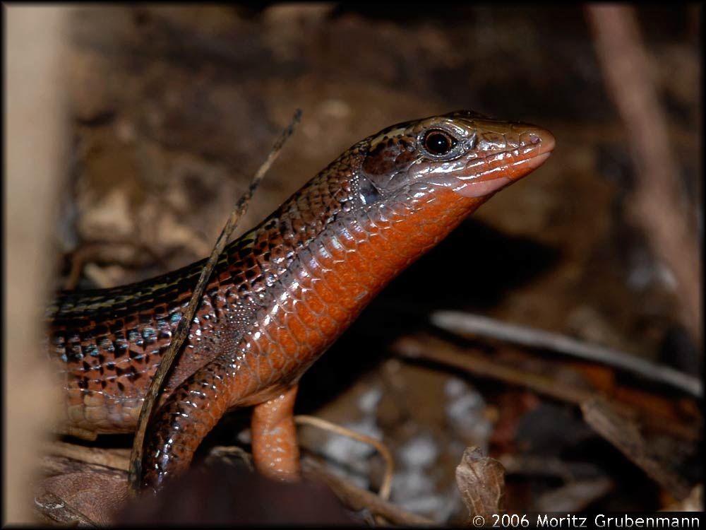 Zonosaurus madagascariensis
Zonosaurus madagascarienis oder Zonosaurus haraldmeieri in der Falaise d'Ankarana
Schlüsselwörter: Zonosaurus, Falaise d'Ankarana, Madagaskar