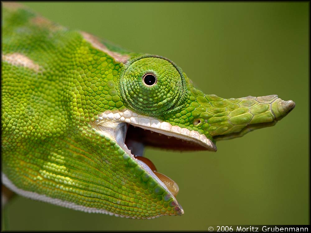 Furcifer petteri, Montagne d'Ambre
Furcifer petteri kommt in zwei Varietäten vor, mit gebogenem Horn und mit geradem Horn.
Schlüsselwörter: Furcifer petteri, Montagne d'Ambre, Madagaskar, Madagascar, Nord-Madagaskar