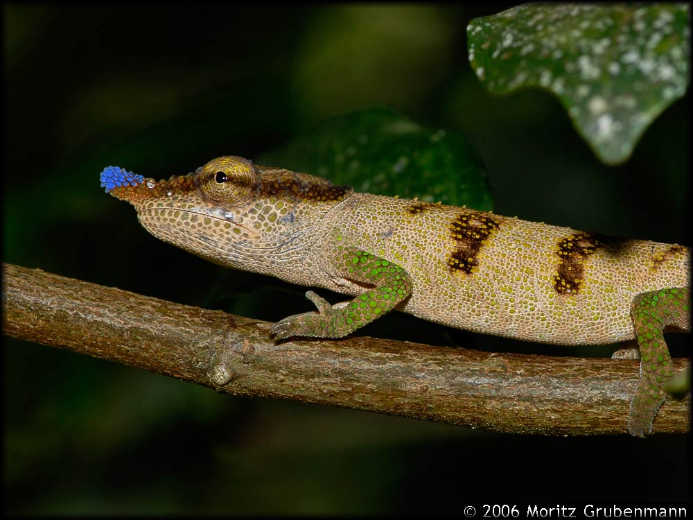 Calumma boettgeri
Calumma boettgeri findet man in den Montagne d'Ambre
Schlüsselwörter: Calumma boettgeri, Nord Madagaskar, Montagne d'Ambre