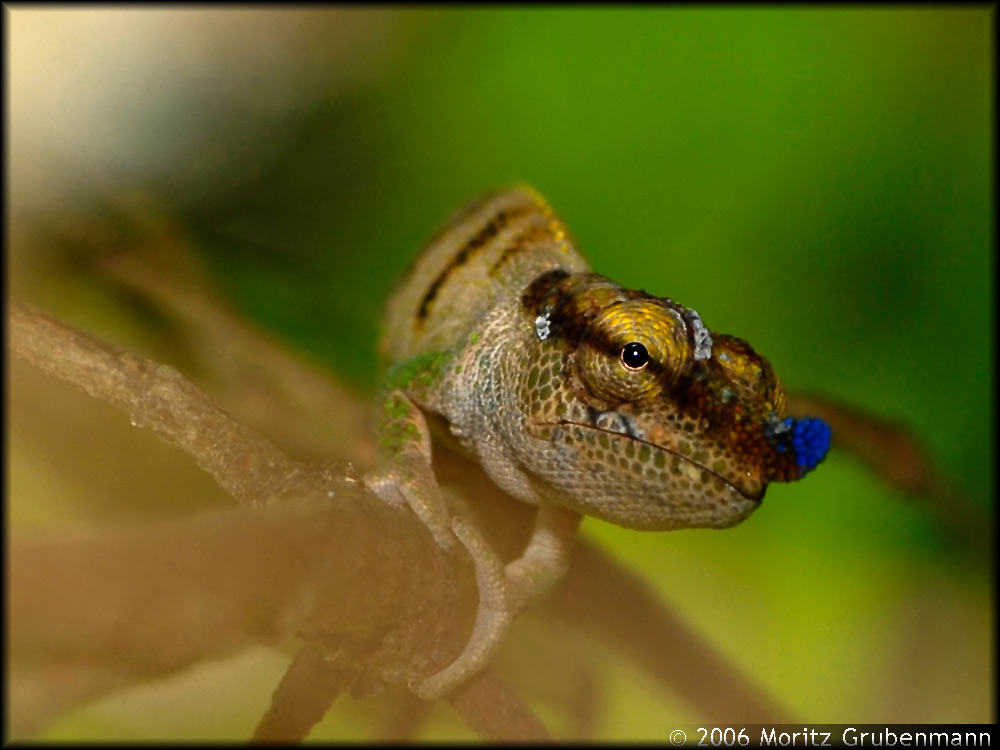 Calumma boettgeri
Die Färbung der Nasenspitze hat etwas unwirckliches.
Schlüsselwörter: Calumma boettgeri, Nord-Madagaskar, Montagne d'Ambre