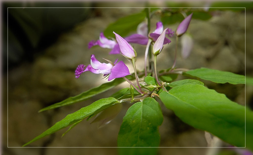 Violette Blütenpflanze, Montagne des Française
In den Montagne des Française gefundende krautige Pflanze, mit violetten Blüten und fransigen Blütenblättern. 
Schlüsselwörter: Madagaskar, Violette Blütenpflanze, Montagne des Française