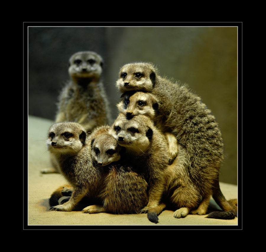 Erdmännchen
