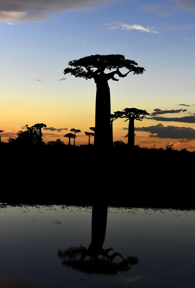 Baobab-Allee nähe Morondava
Adansonia grandidieri an der Strasse nach Belo Tsiribihina
Schlüsselwörter: Adansonia grandidieri Baobab Kirindy
