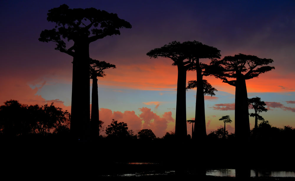 Abendrot nach Gewitter in Morondava
Andansonia grandidieri im Abendrot
Schlüsselwörter: Adansonia grandidieri Morondava Madagaskar