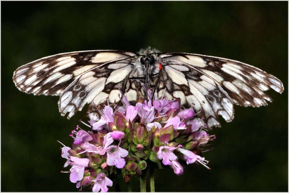 Schachbrett, Damenbrett (Melanargia galathea)
Schlüsselwörter: Schachbrett, Damenbrett (Melanargia galathea) Olivone, Schweiz, Tessin