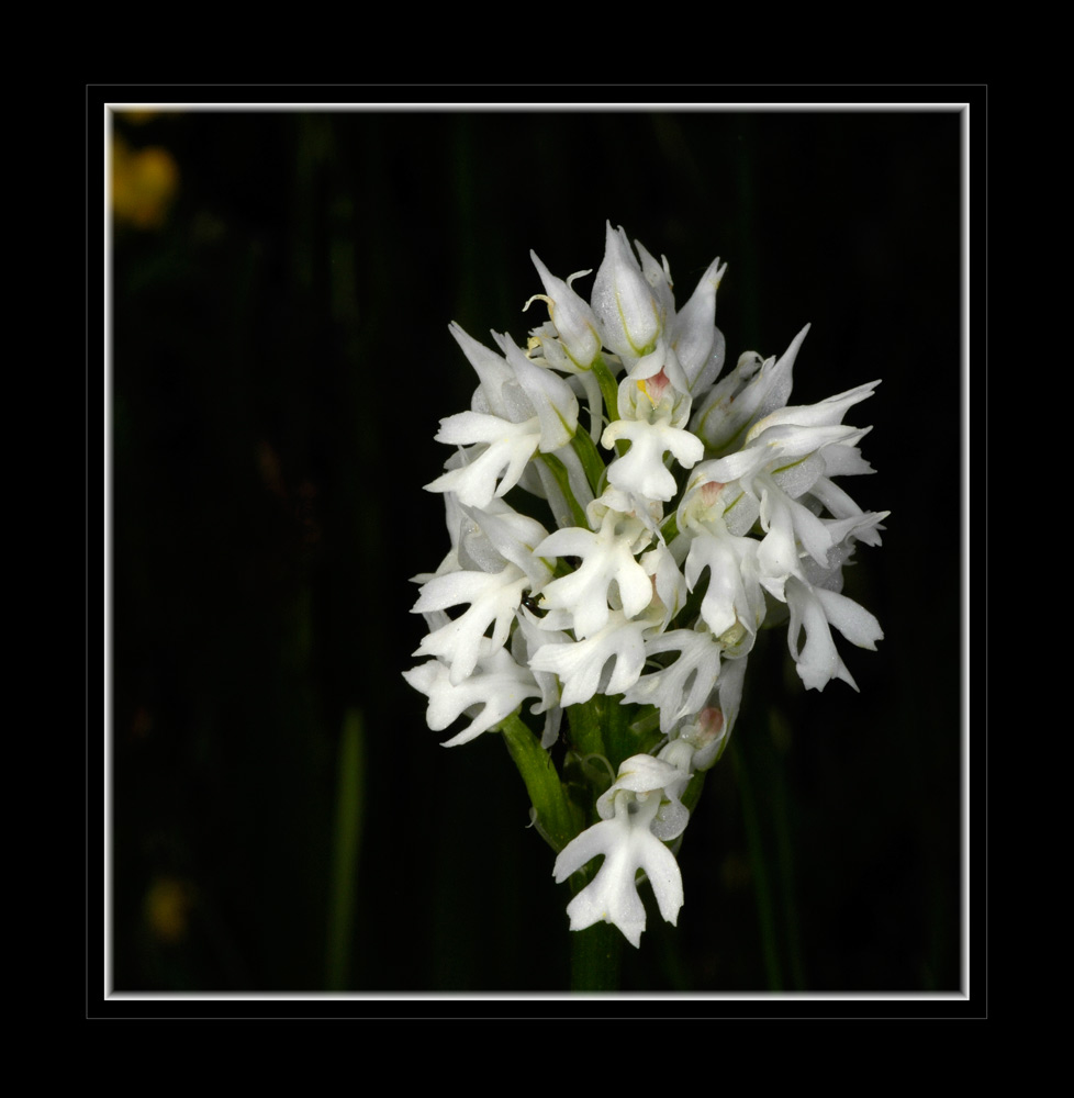 pigmentloses Dreizähniges Knabenkraut (Orchis tridentata)
Albinotische Individuen treten am gleichen Standort auf.
Schlüsselwörter: Dreizähniges Knabenkraut, Orchis tridentata, Torre Bormida, Piemont, Italien