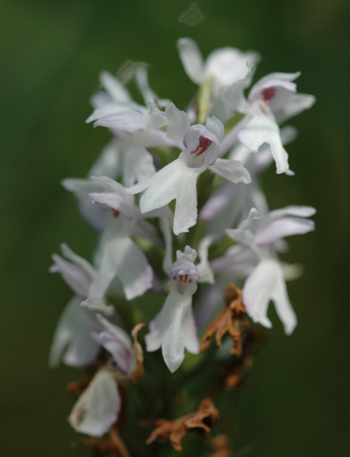 Albino-Fingerwurz
Die meisten Orchideen sind in ihrer Färbung und Erscheinungsform variabel, es gibt Ueber- und Unterpigmentierungen. Ein Ausfall der der Farbstoffsynthese führt zu hell- weissblütigen Individuen, sogenannte Albinos.
Schlüsselwörter: Albino-Fingerwurz, Dactylorhiza sp, Rossberg, Arth-Goldau